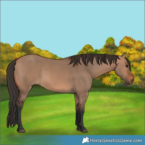 Horse Color:Bay Dun