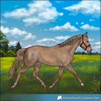 Horse Color:Red Dun