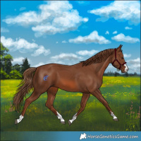 Horse Color:Chestnut 