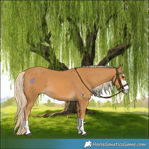 Horse Color:Palomino 