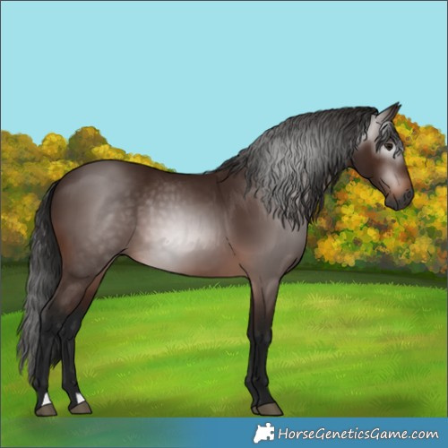 Horse Color:Gray Bay 