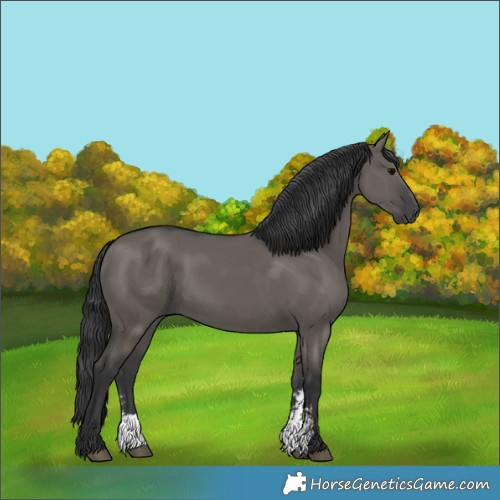 Horse Color:Grullo Sabino Rabicano 