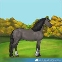 Horse Color:Grullo Sabino Rabicano 