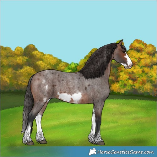 Horse Color:White Spotted Brown Roan Frame 