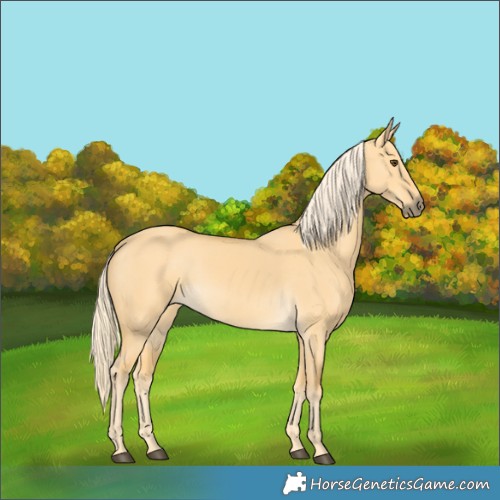 Horse Color:Palomino Dun 