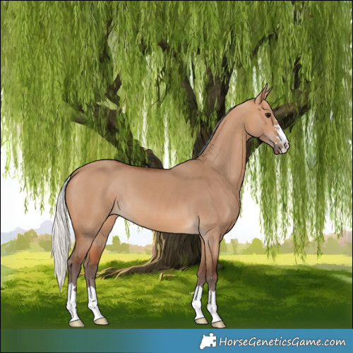 Horse Color:Silver Bay Dun 