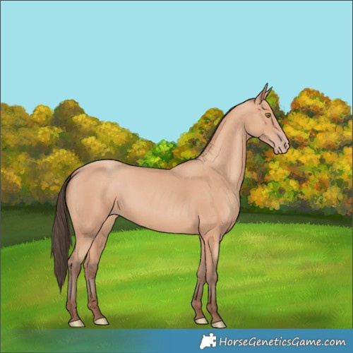 Horse Color:Amber Champagne 