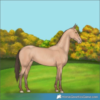 Horse Color:Amber Champagne 