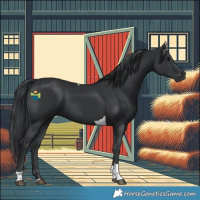 Horse Color:Black Tobiano 