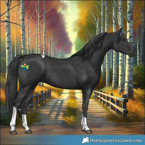Horse Color:Black Tobiano