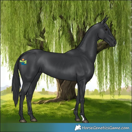 Horse Color:Black 