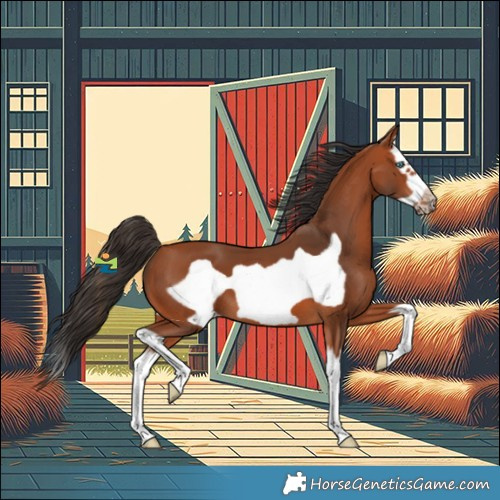 Horse Color:Bay Splash Frame 