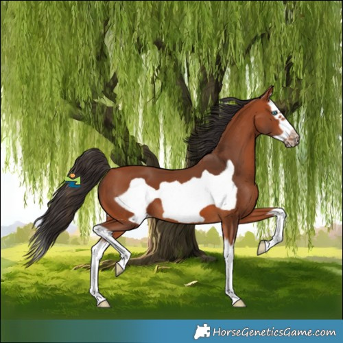 Horse Color:Bay Splash Frame