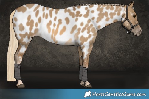 Horse Color:Chocolate Palomino Dun Appaloosa