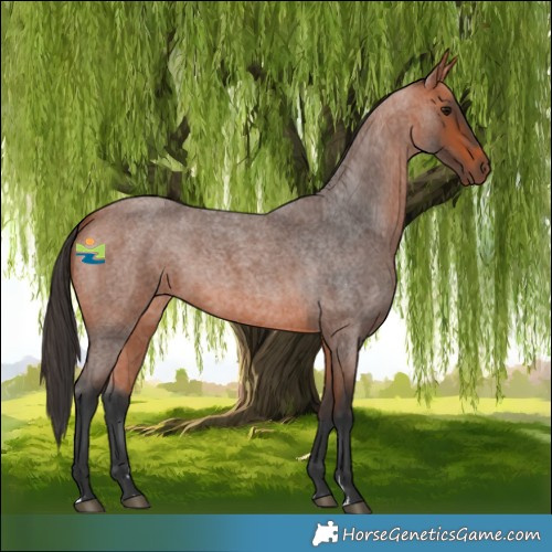 Horse Color:Bay Roan 