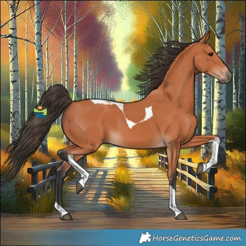 Horse Color:Bay Tobiano 