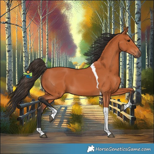 Horse Color:Bay Tobiano 