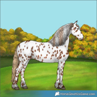 Horse Color:Chestnut Near Leopard 