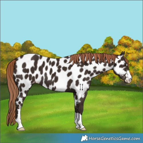 Horse Color:Liver Chestnut Appaloosa