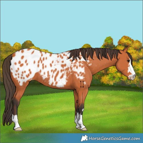 Horse Color:Bay Appaloosa 