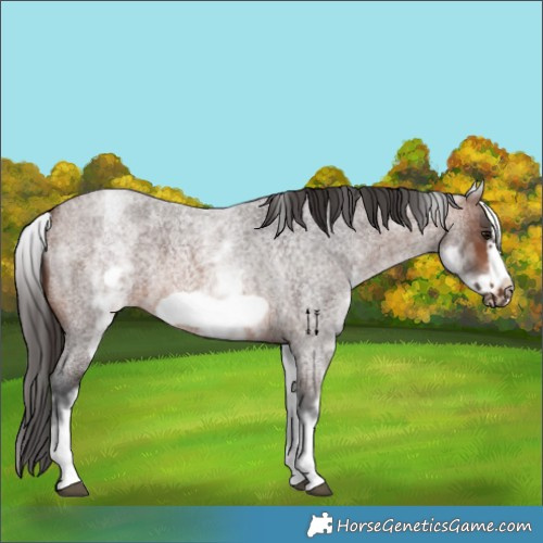 Horse Color:White Spotted Brown Roan Frame 