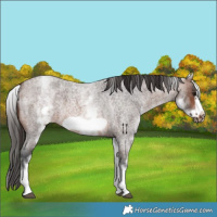 Horse Color:White Spotted Brown Roan Frame