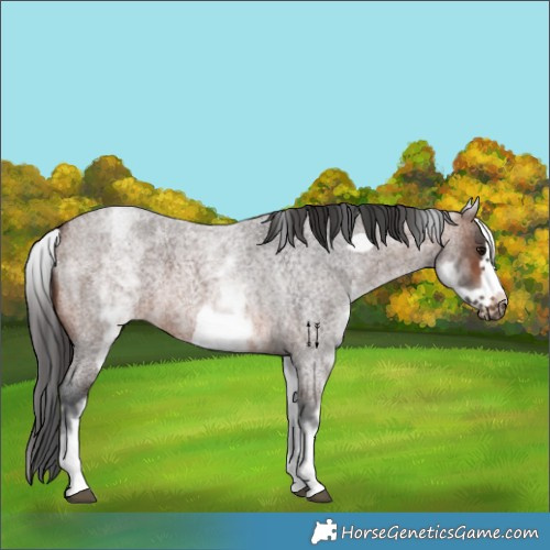 Horse Color:White Spotted Brown Roan Frame 