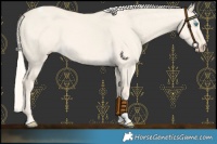 Horse Color:Cremello Dun Tobiano