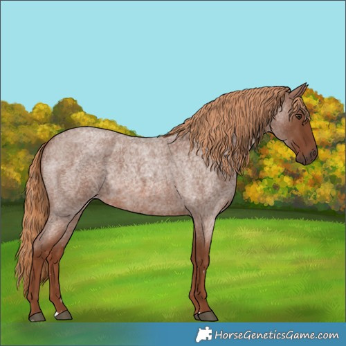 Horse Color:Red Roan 