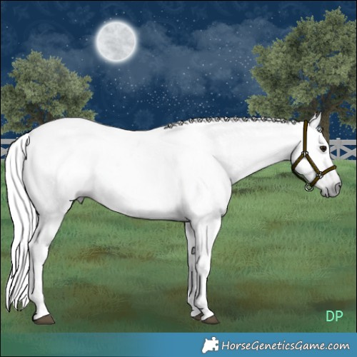 Horse Color:Gray Bay Tobiano 