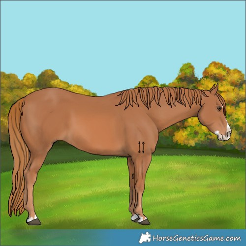 Horse Color:Chestnut Splash 
