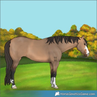 Horse Color:Bay Dun