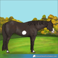 Horse Color:Liver Chestnut Frame 