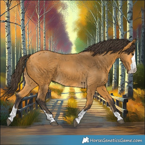 Horse Color:Buckskin 