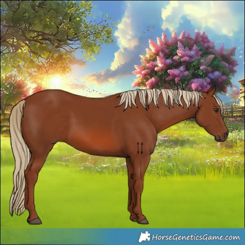 Horse Color:Chestnut 