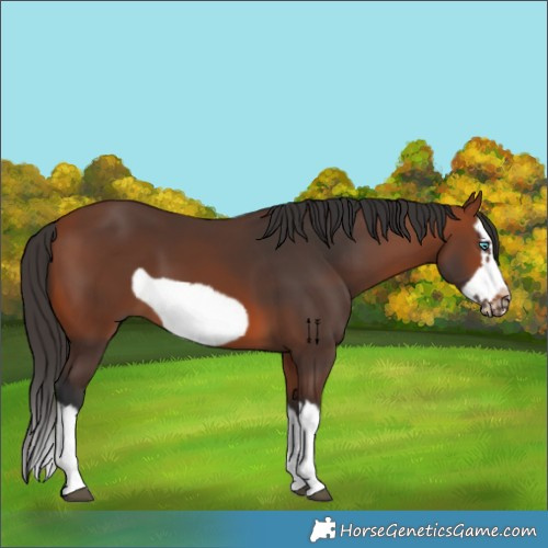 Horse Color:Bay Splash Frame 