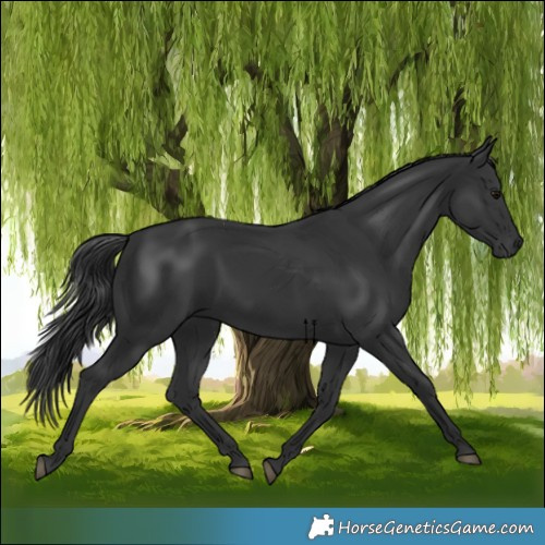 Horse Color:Black 