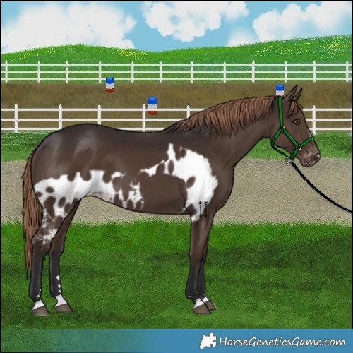 Horse Color:Liver Chestnut Skewed Appaloosa