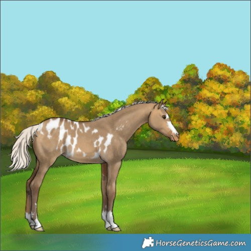 Horse Color:Silver Buckskin Dun Skewed LP Spotted 