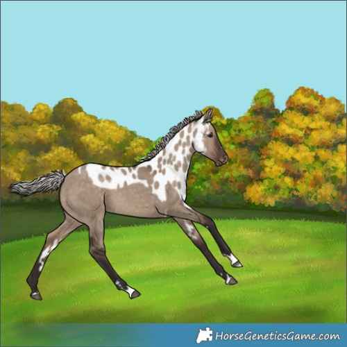 Horse Color:Silver Bay Dun Skewed Appaloosa