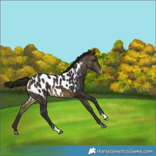 Horse Color:Buckskin Skewed Appaloosa