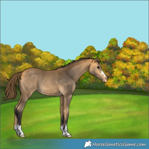 Horse Color:Buckskin Skewed Appaloosa 