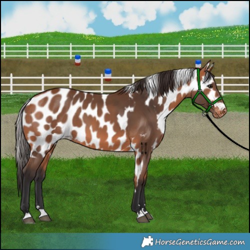 Horse Color:Bay Skewed Appaloosa 