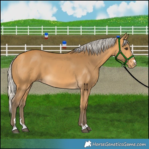 Horse Color:Silver Buckskin Skewed Appaloosa 