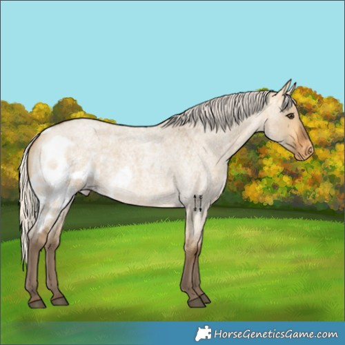 Horse Color:Silver Buckskin Roan Dun Skewed Appaloosa 
