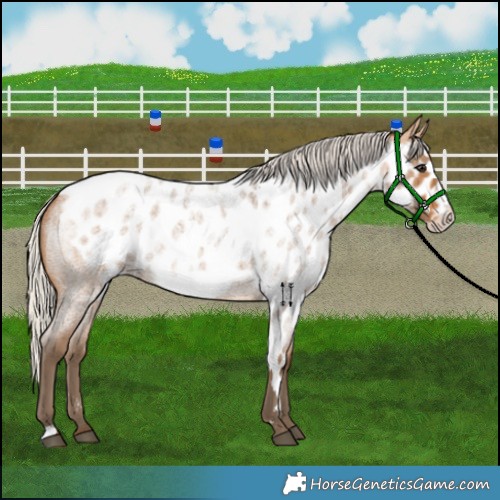Horse Color:Silver Buckskin Roan Frame Skewed Appaloosa 