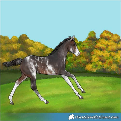 Horse Color:White Spotted Brown Skewed Appaloosa 