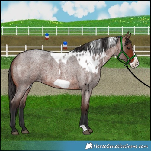 Horse Color:Brown Roan Frame Skewed LP Spotted