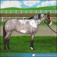 Horse Color:Brown Roan Frame Skewed LP Spotted 