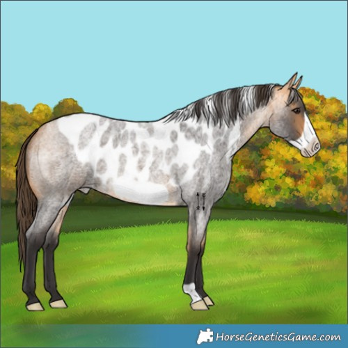 Horse Color:Buckskin Roan Frame Skewed LP Spotted 